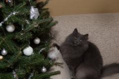 2014-12_ChristmasCats_184