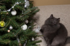2014-12_ChristmasCats_233