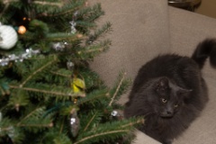 2014-12_ChristmasCats_258