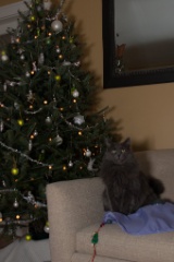 2014-12_ChristmasCats_354