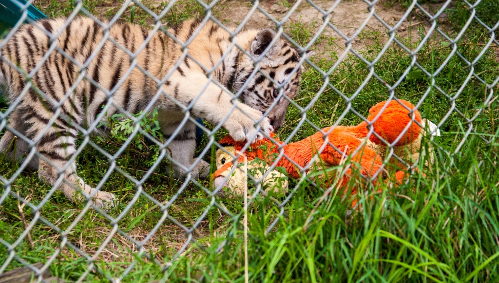 2014-08_DEWSanctuary_011