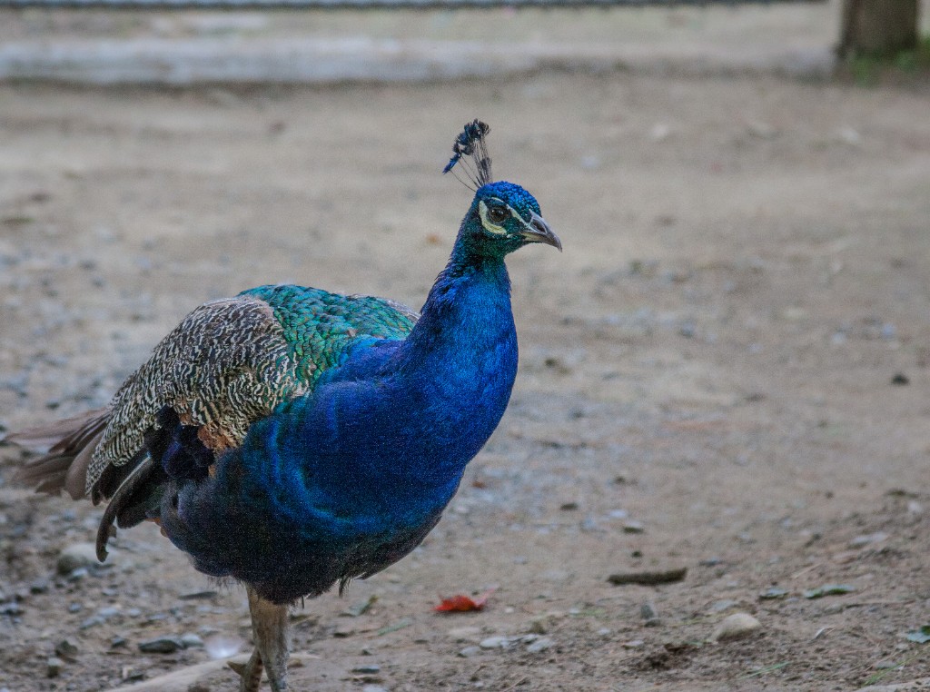 2014-08_DEWSanctuary_020