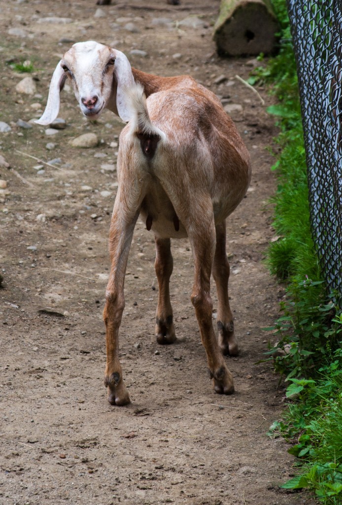 2014-08_DEWSanctuary_047