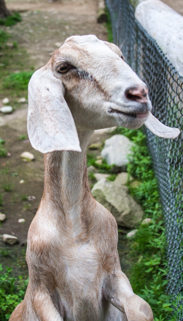 2014-08_DEWSanctuary_056
