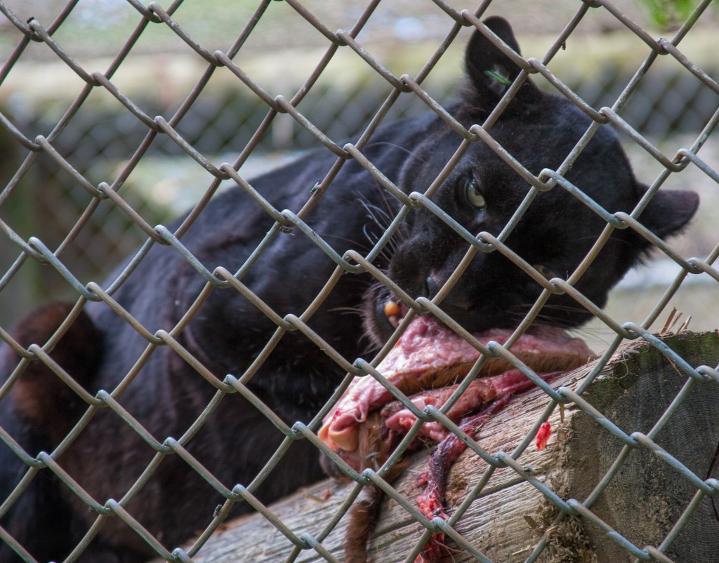2014-08_DEWSanctuary_222