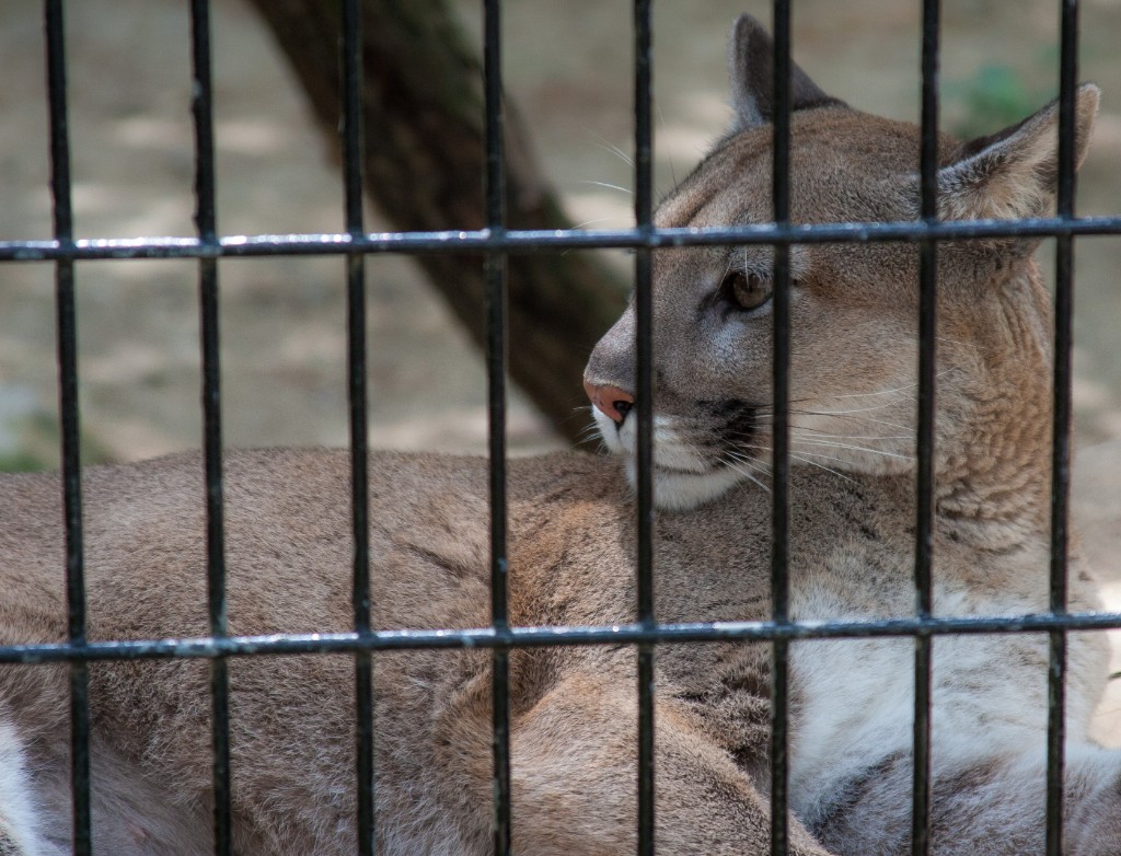 2014-08_DEWSanctuary_262
