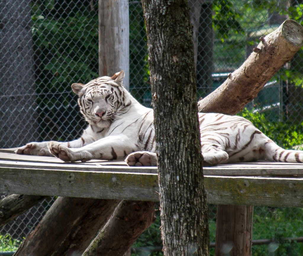 2014-08_DEWSanctuary_315