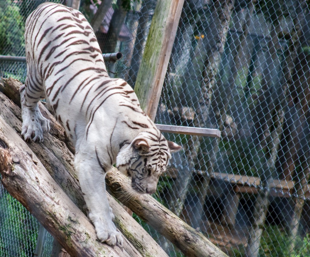 2014-08_DEWSanctuary_332
