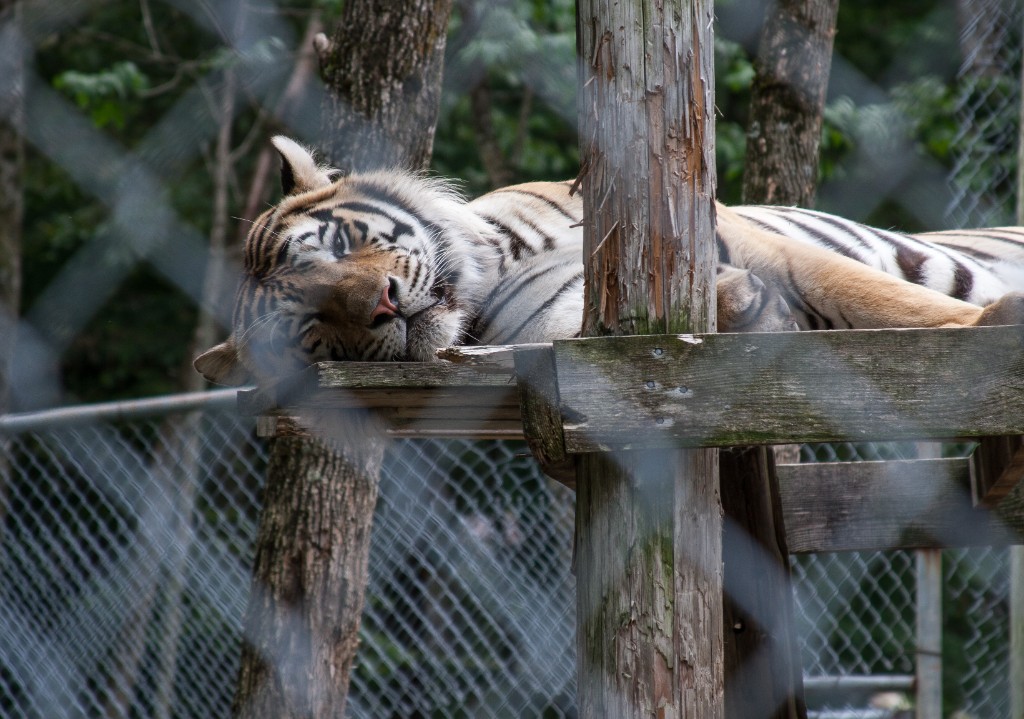 2014-08_DEWSanctuary_463