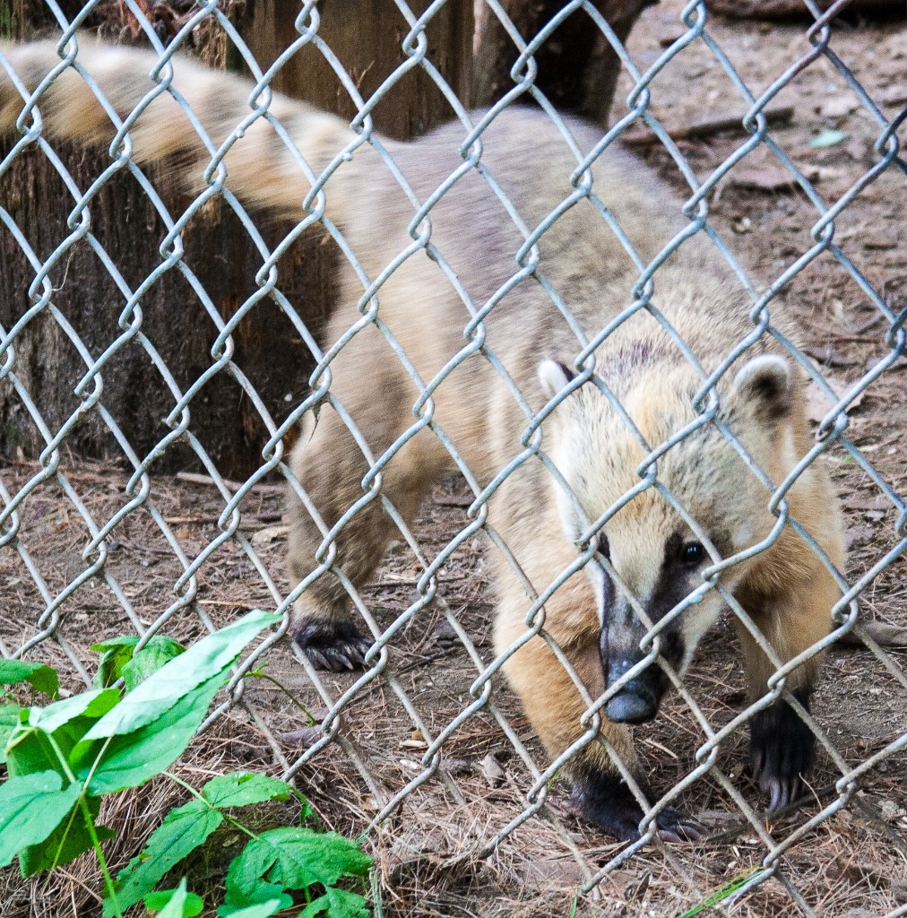 2014-08_DEWSanctuary_478