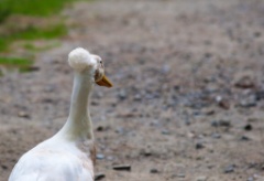 2014-08_DEWSanctuary_085