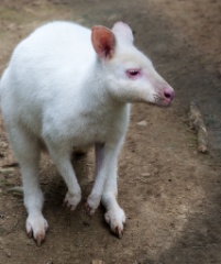 2014-08_DEWSanctuary_095