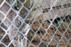 2014-08_DEWSanctuary_236