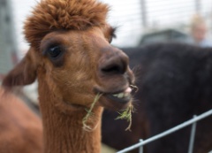2015-10_AppleHarvestDay_036
