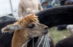 2015-10_AppleHarvestDay_041