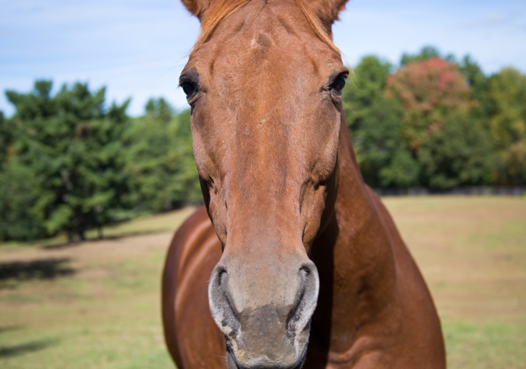 2015-10_EmilyHorseShow_016