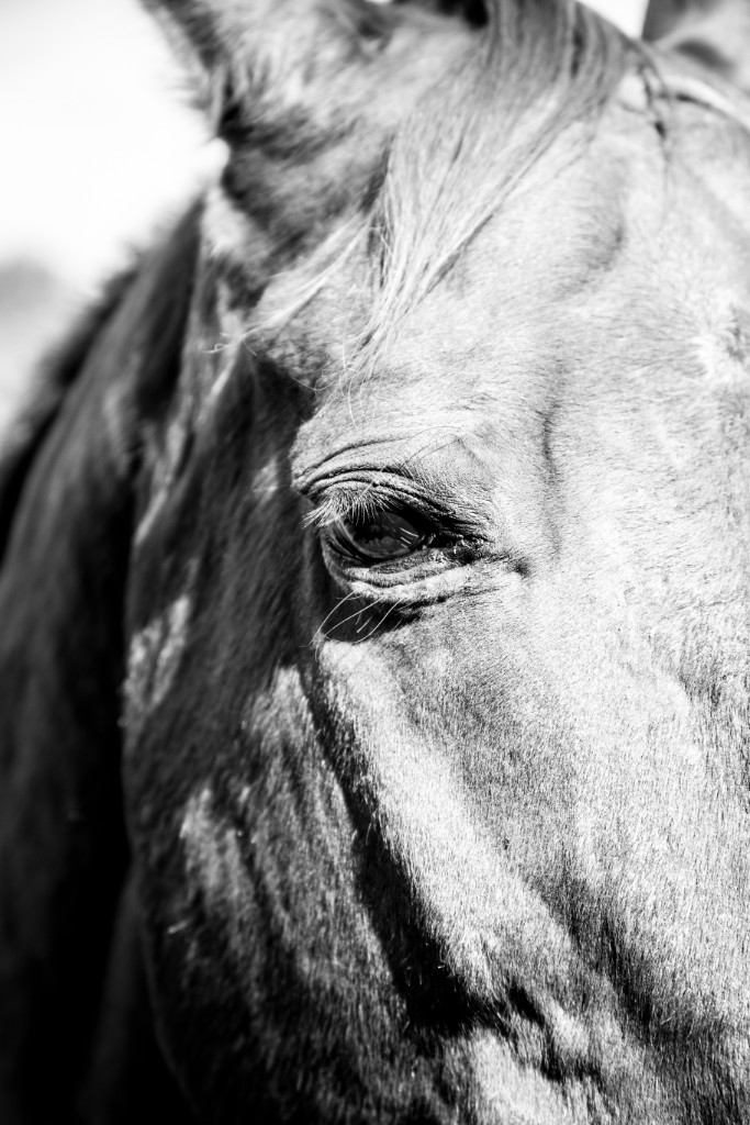 2015-10_EmilyHorseShow_018