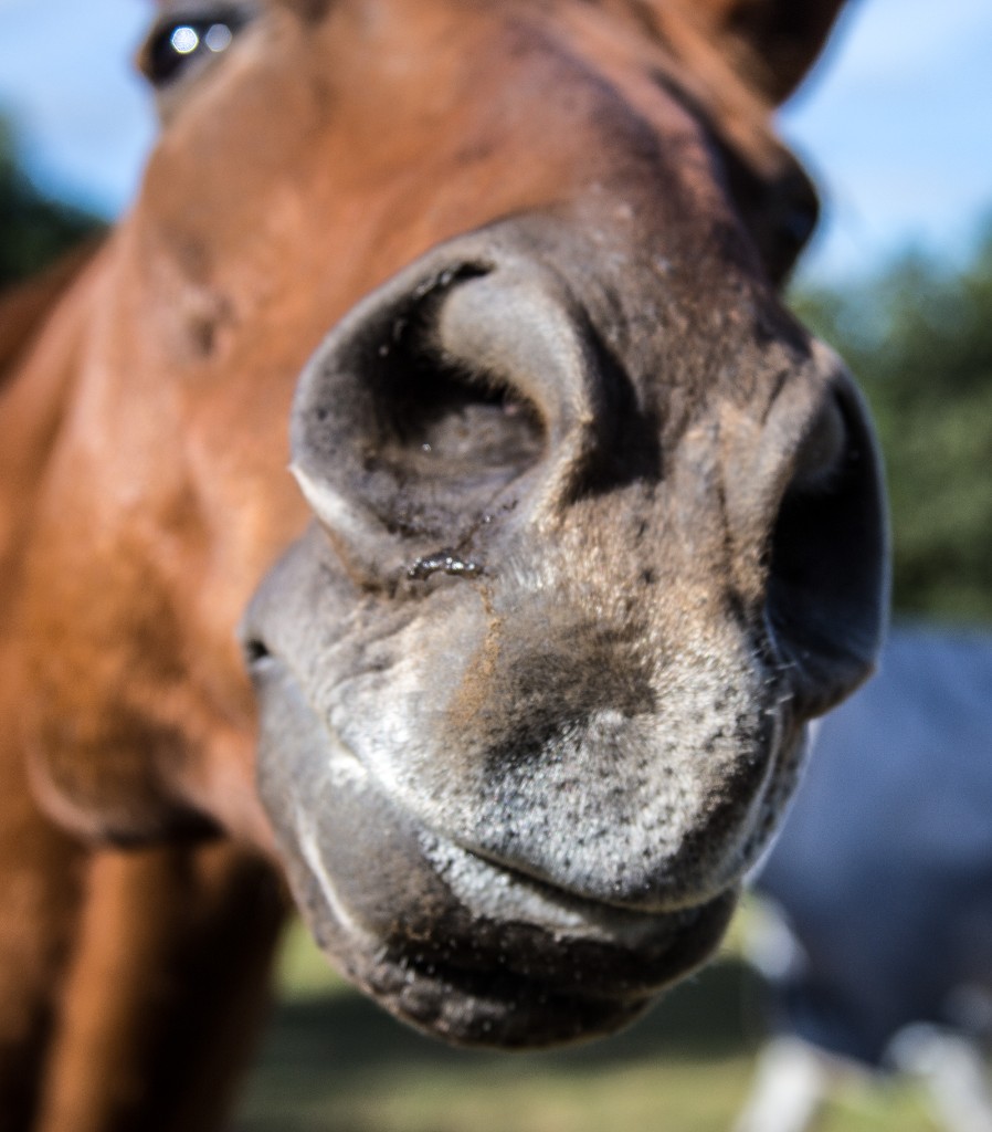 2015-10_EmilyHorseShow_108