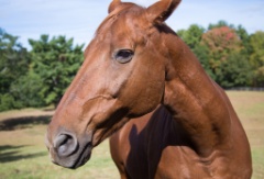 2015-10_EmilyHorseShow_013