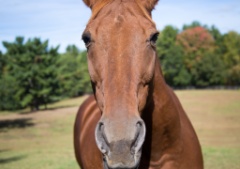 Emily's Horse Show - October 2015