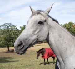 2015-10_EmilyHorseShow_087