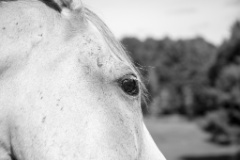 2015-10_EmilyHorseShow_096