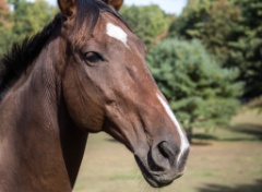 2015-10_EmilyHorseShow_141