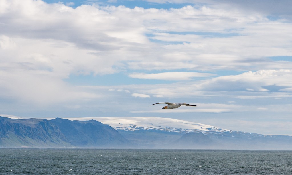 2015-08_Iceland_1104