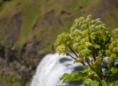 2015-08_Iceland_206