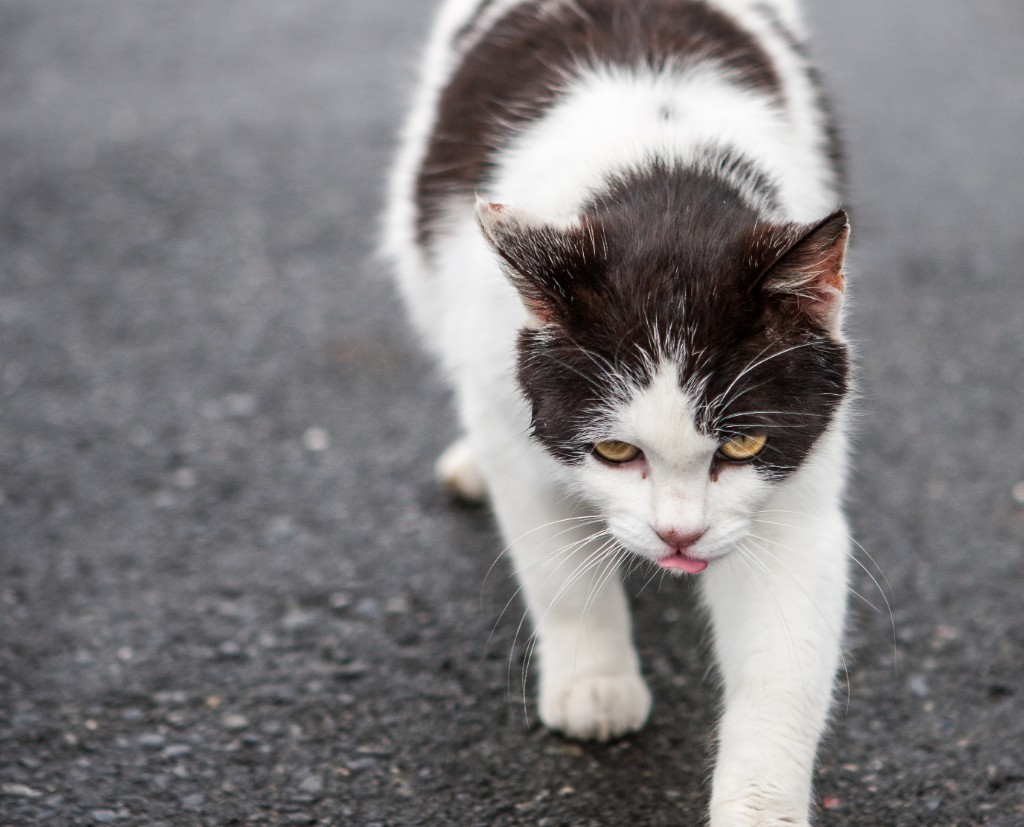 2015-04_Japan_1069