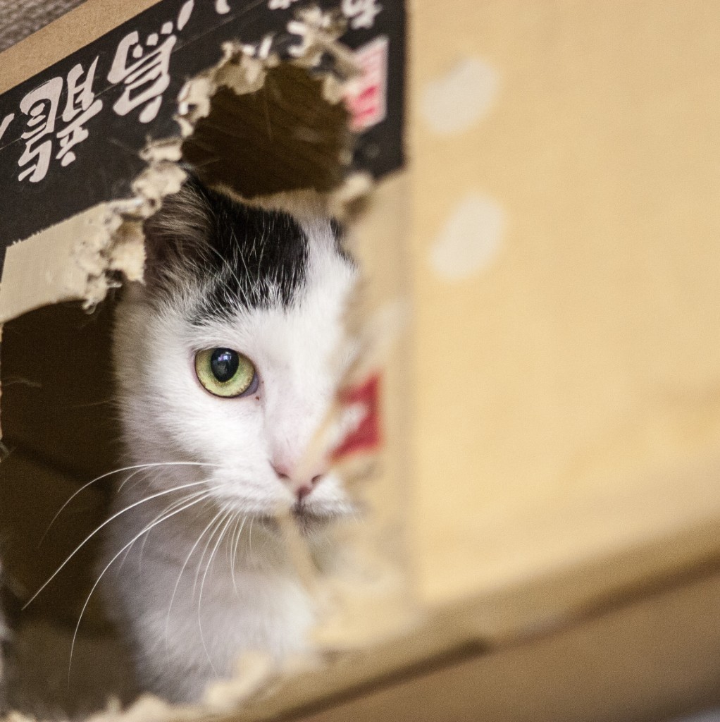 2015-04_Japan_1587