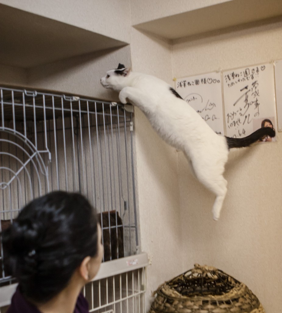 2015-04_Japan_1657