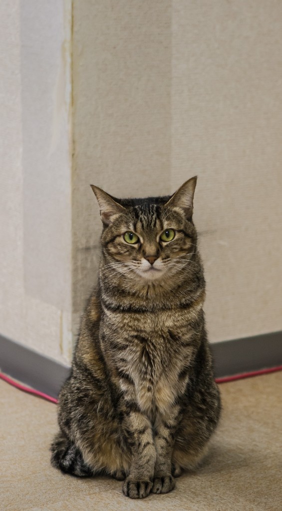 2015-04_Japan_1661