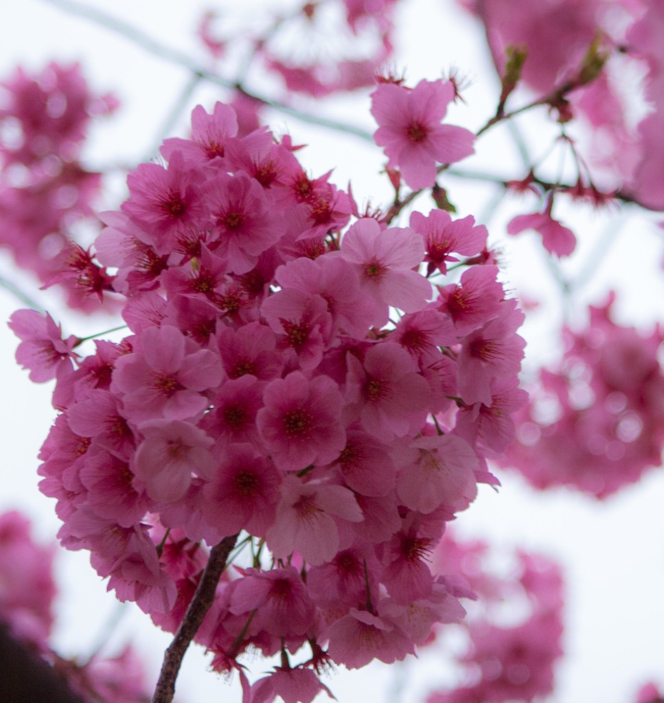 2015-04_Japan_1694