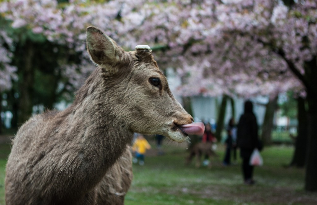 2015-04_Japan_350