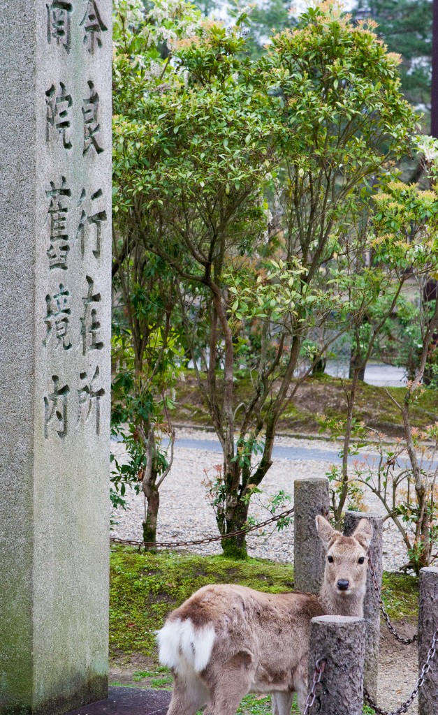 2015-04_Japan_397