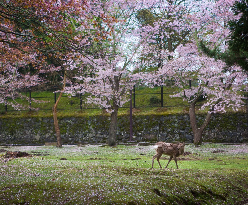 2015-04_Japan_560