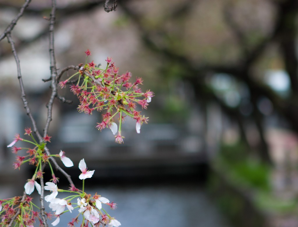 2015-04_Japan_869