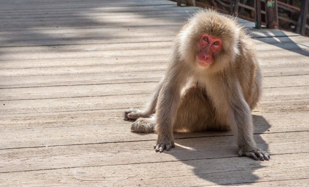 2015-04_Japan_909