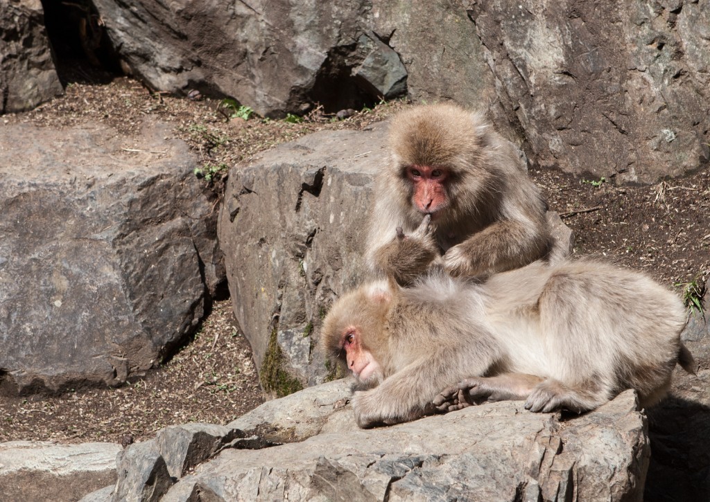 2015-04_Japan_966