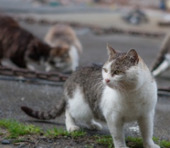 2015-04_Japan_1318