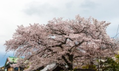 2015-04_Japan_311