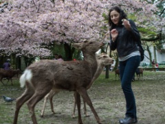 2015-04_Japan_365