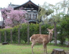 2015-04_Japan_693