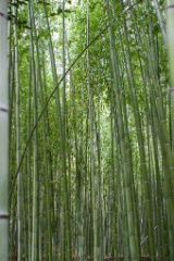 2015-04_Japan_744