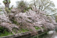 2015-04_Japan_866