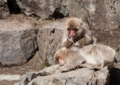 2015-04_Japan_966