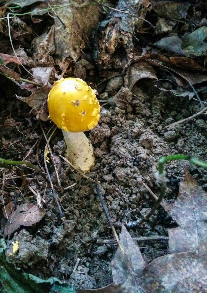 2015-09_Mushrooms_004