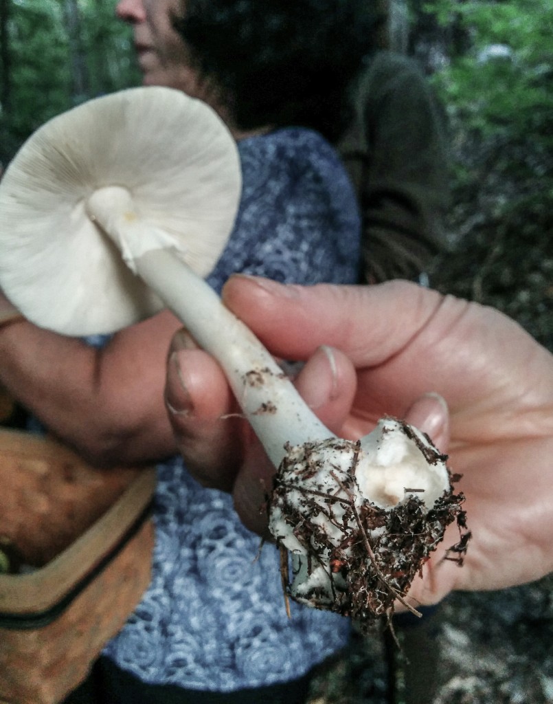 2015-09_Mushrooms_005