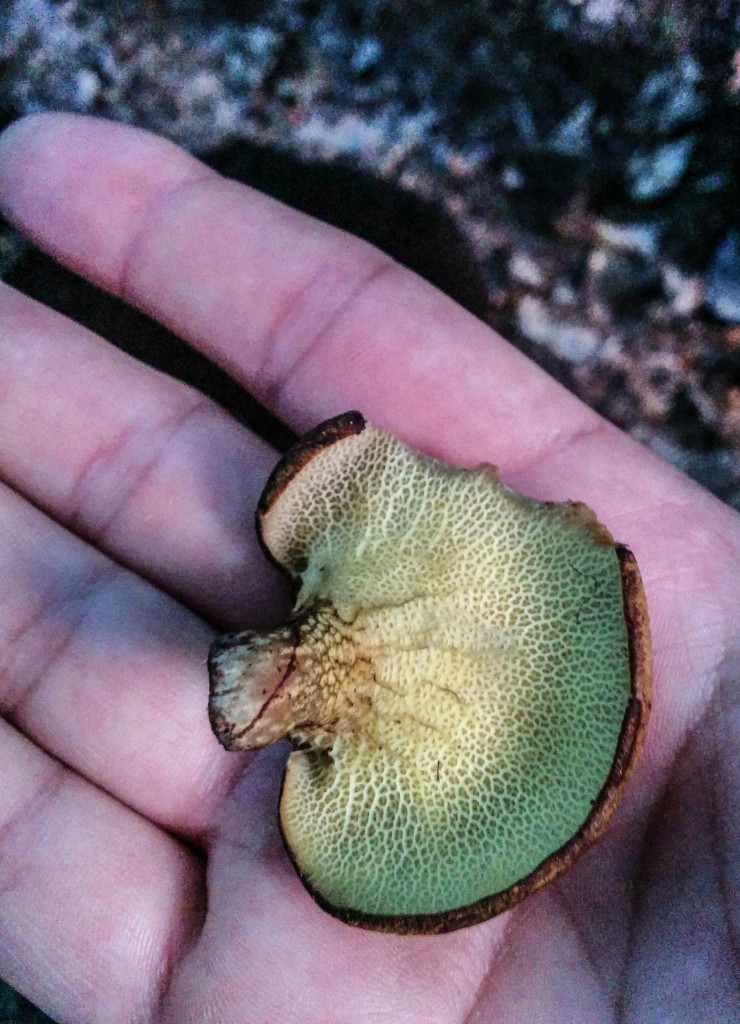 2015-09_Mushrooms_009